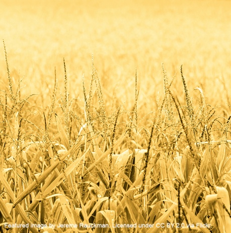 Ukrainian minister says bioethanol production should become priority