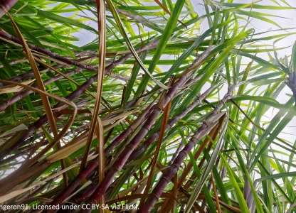 Bunge, BP form bioenergy JV in Brazil