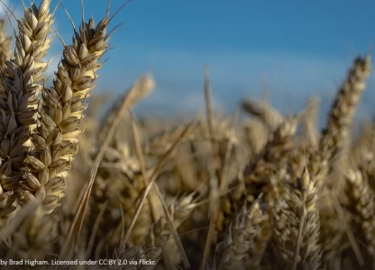 UK's Vivergo Fuels reopens bioethanol plant