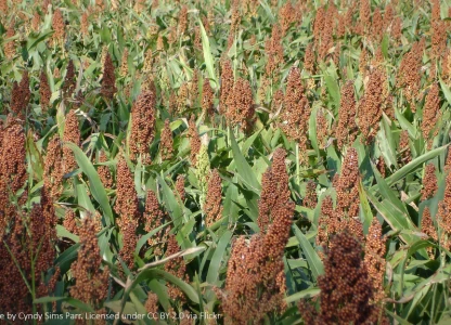 Queensland ethanol plant to expand