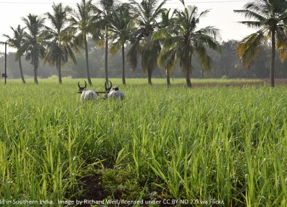 Ethanol contract volumes grow in India