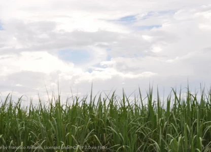 Raizen makes USD-245m offer for 2 Brazilian mills