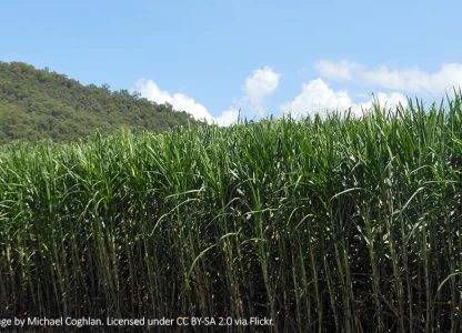 India raises ethanol prices to ease sugar surplus 