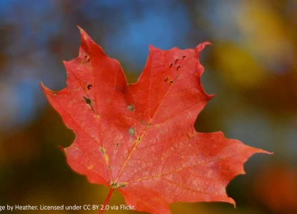Canada's biofuels sector faces challenges