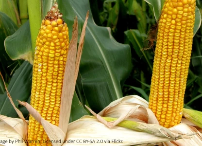 Japanese cos team up on membranes for ethanol production