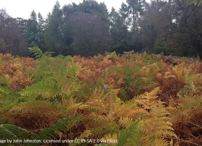 Bracken harvesting demonstrated in Scotland as part of bioethanol project