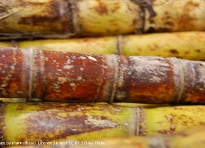 Tereos negotiates buyout of Brazilian sugar and ethanol firm Guarani