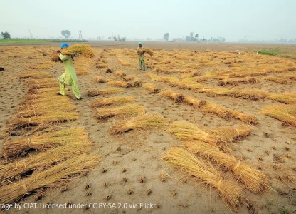 India expands range of ethanol feedstocks