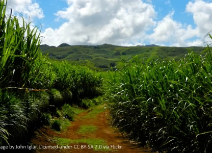 Bioenergy can promote food security, report says
