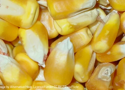US increases exports of ethanol, DDGS in 2015/16