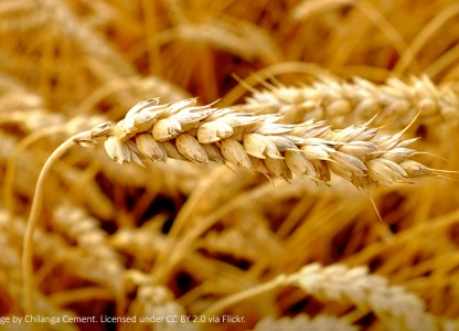 Sweden may turn to wheat imports for animal feed, ethanol