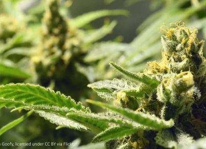 Altitude invests USD 5.5m in Swiss CBD maker