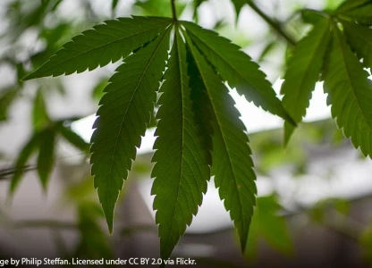 US bioethanol firm forms partnership on medical cannabis extraction 