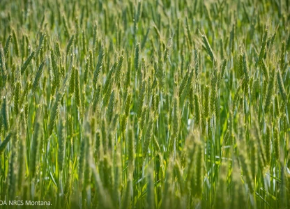 Canadian co-operative buying Terra Grain Fuels ethanol plant