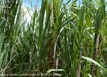 Ebola-affected bioethanol project in Sierra Leone slashes workforce