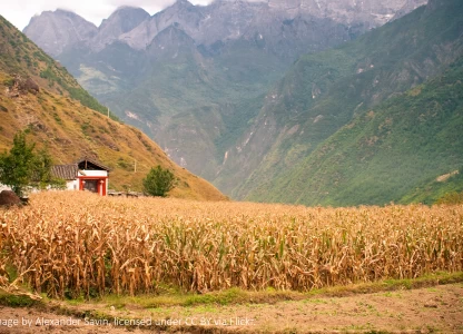 China to postpone nationwide E10 mandate - report