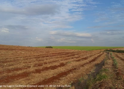 Brazil’s ethanol production to decline amid global sugar shortage