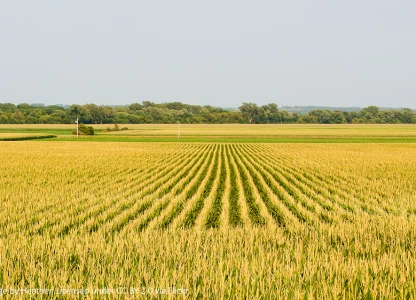 US ethanol production, demand set new records in 2015