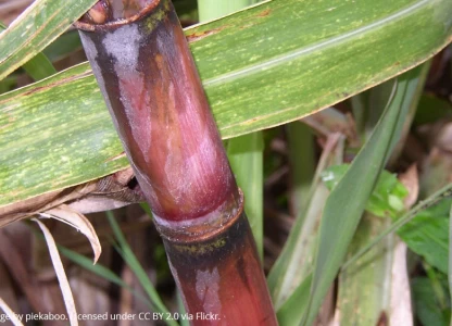 Uganda's Kakira Sugar starts ethanol production