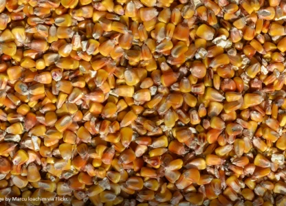 Chinese company plans USD-152m ethanol plant - report