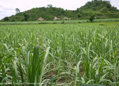 Australia's ARENA backs USD-613m bioethanol project
