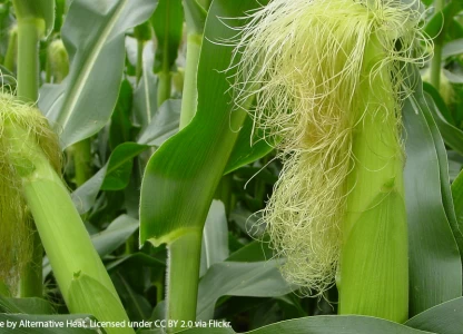 Butamax buys Kansas plant to produce ethanol and bio-isobutanol