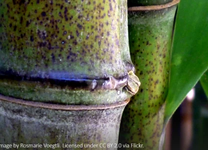 Finnish, Indian partners to build bamboo biorefinery