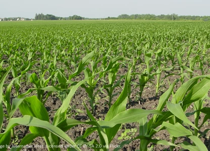 Argentine corn ethanol sector ready for up to 60% output boost