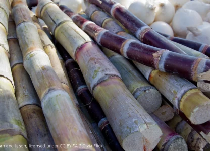 Biosev in Brazil bets on ethanol in Apr-Sep 2018