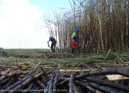 Ethanol prices in Brazil fall as new season approaches