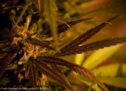 Neptune to buy SugarLeaf in up to USD-150m transaction