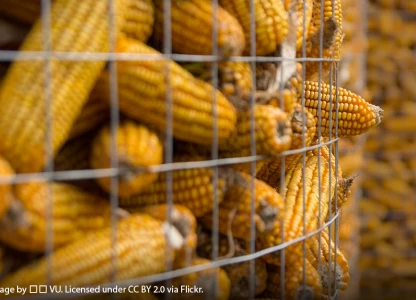 China’s SDIC targets ethanol production  