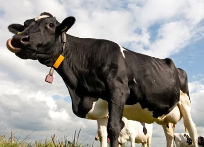 DDGS supplement for more productive livestock breeding