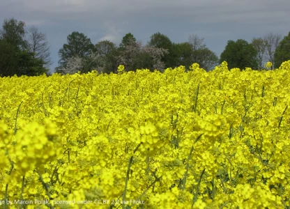 Slight rise in EU biofuel use in 2016 