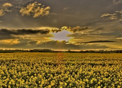 Spain sets 8.5% biofuel target by 2020 