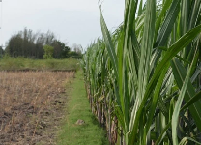 Uttar Pradesh leads India in ethanol production 