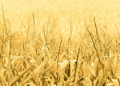Ukrainian minister says bioethanol production should become priority