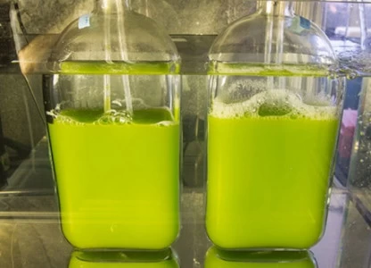 NREL boosts algae fuel yields through improved process