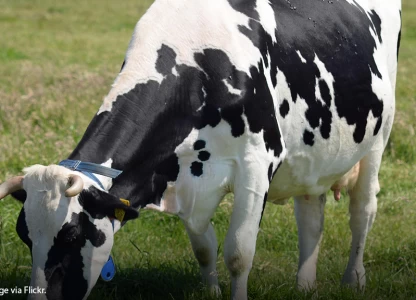 Gene suppression can improve grass crops for ethanol