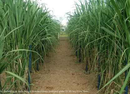Brazilian ethanol producer CerradinhoBio to grow with IFC help