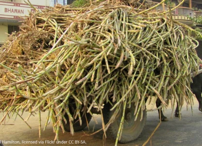 Maharashtra mills need govt funds to turn into ethanol producers - report