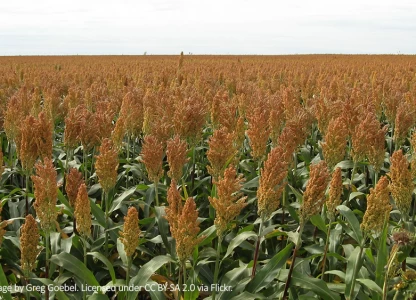 US trade group seeks opportunities in Turkey for US DDGS, sorghum