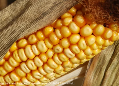 Alliance BioEnergy says cellulosic tech adds 12m gal to ethanol plants