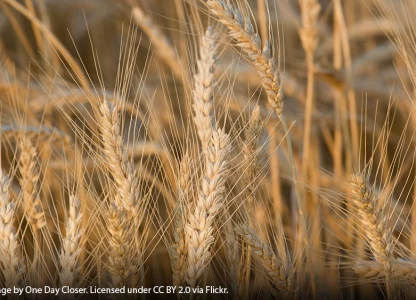 UK's biggest bioethanol plant taken offline