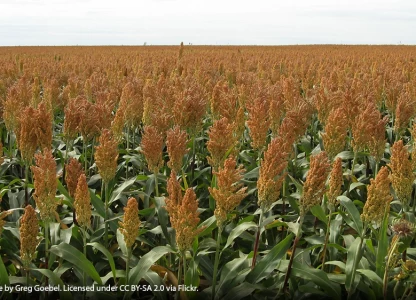 Researchers find sorghum can produce up to 1,000 gal/ac of ethanol