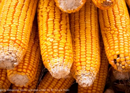 Brazil opens first corn ethanol plant