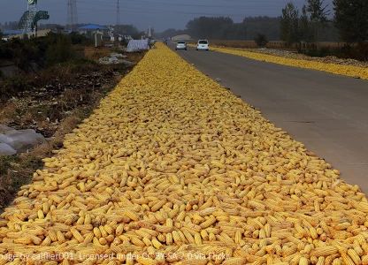 China reinstates export rebate for corn by-products - Platts