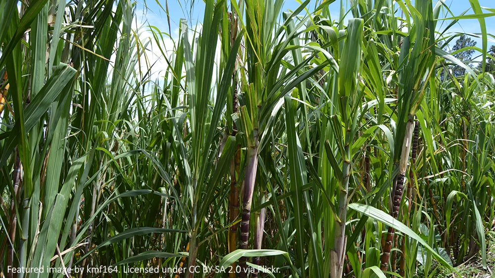 Проект за биоетанол в Сиера Леоне започва съкращения