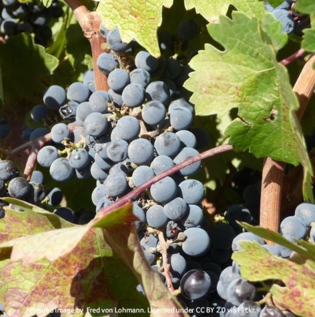 Aussie university says grape marc is suitable for bioethanol making