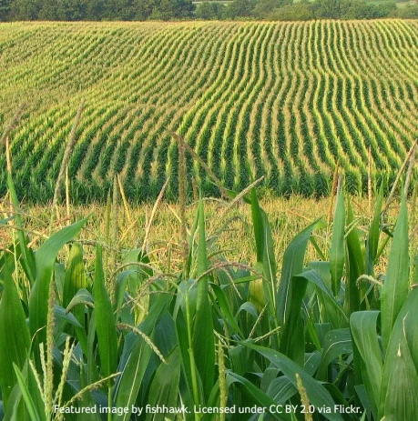 Canadian team to test sugar corn-to-ethanol production